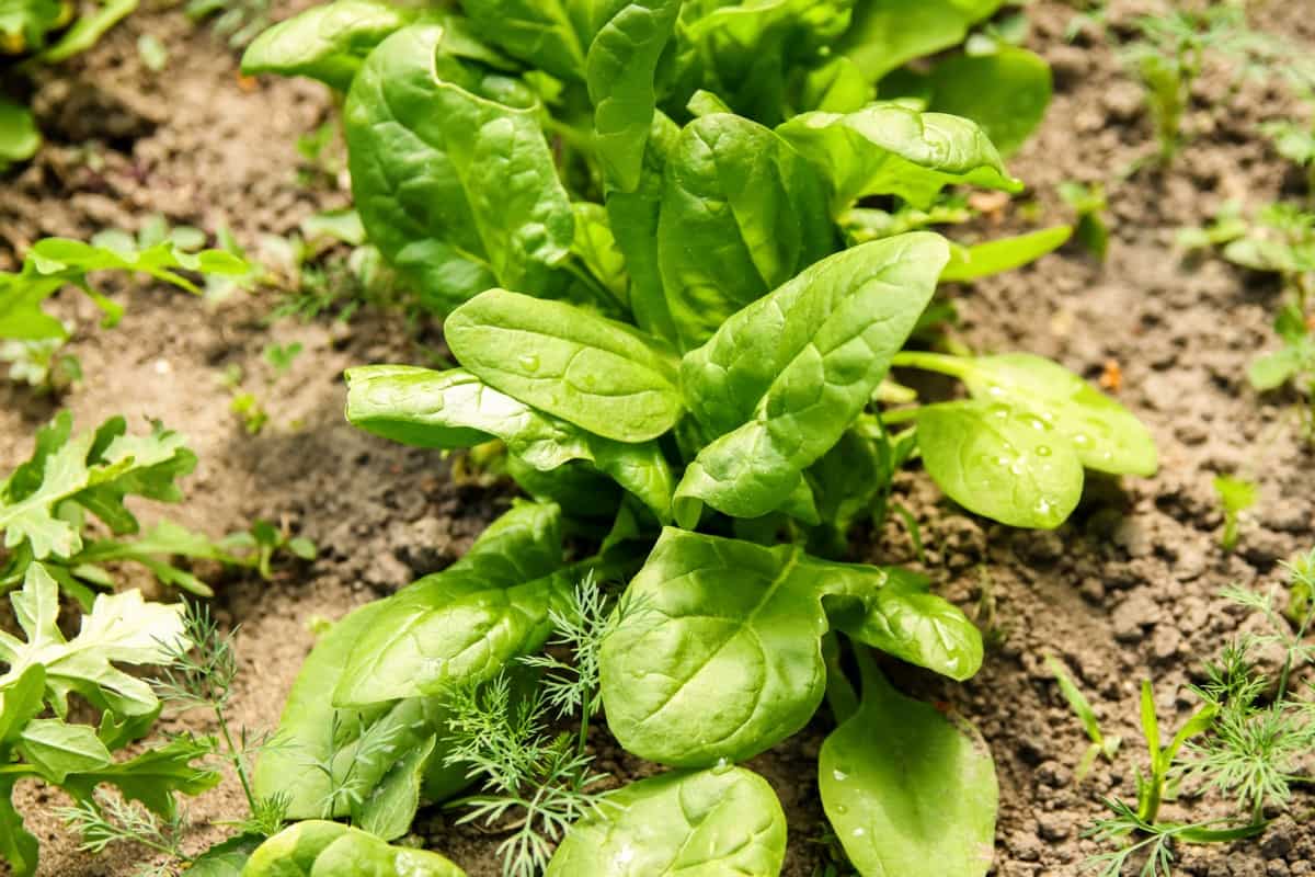 How to Control Spinach Pests Naturally