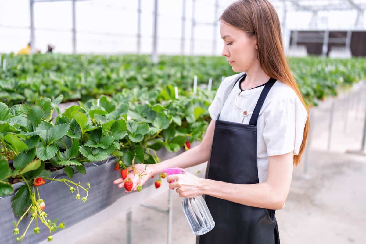 Spraying fertilizer to strawberry plants
