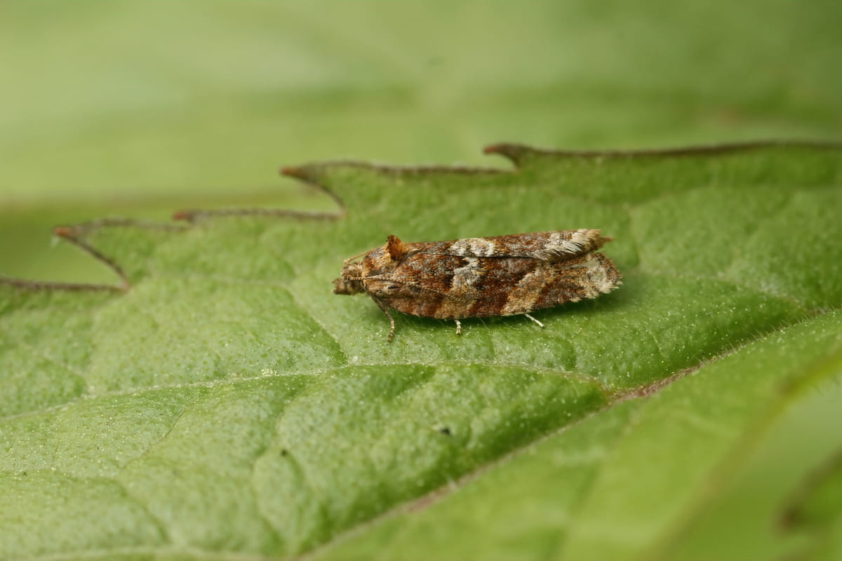 How to Control Tortrix Moths