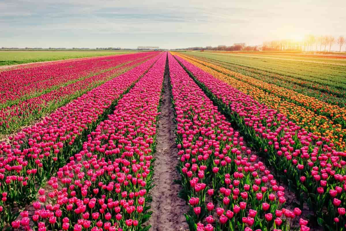 How to Control Tulip Pests Naturally
