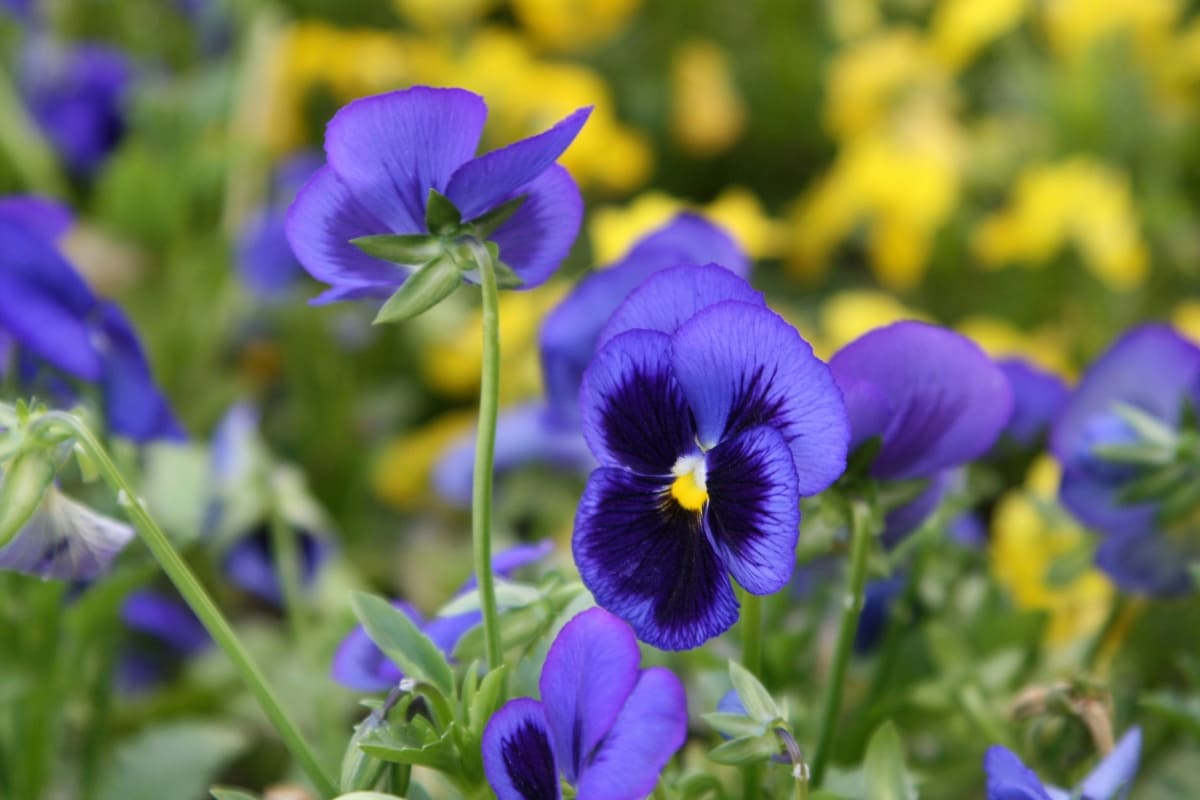 How to Control Violet Pests Naturally
