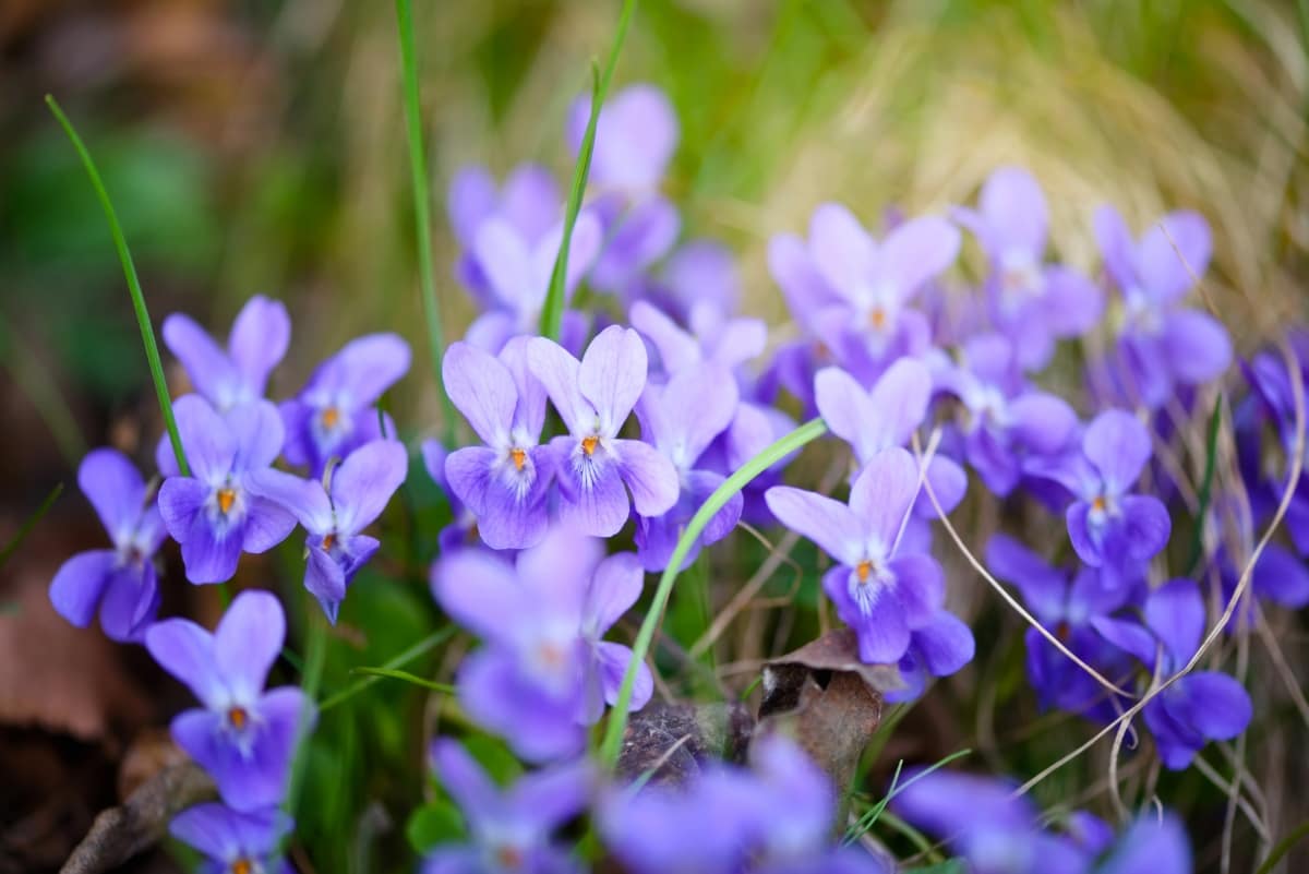 Violets Flowers