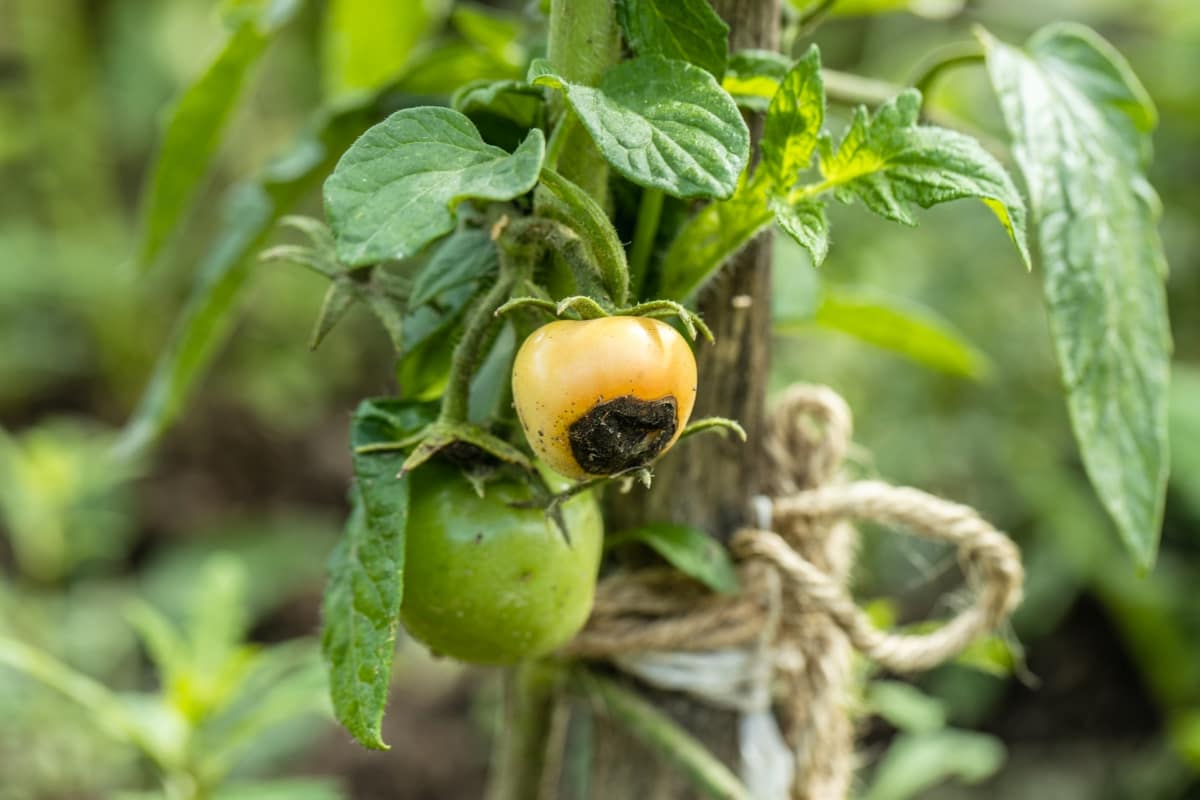 How to Deal with Blossom End Rot in Peppers and Tomatoes
