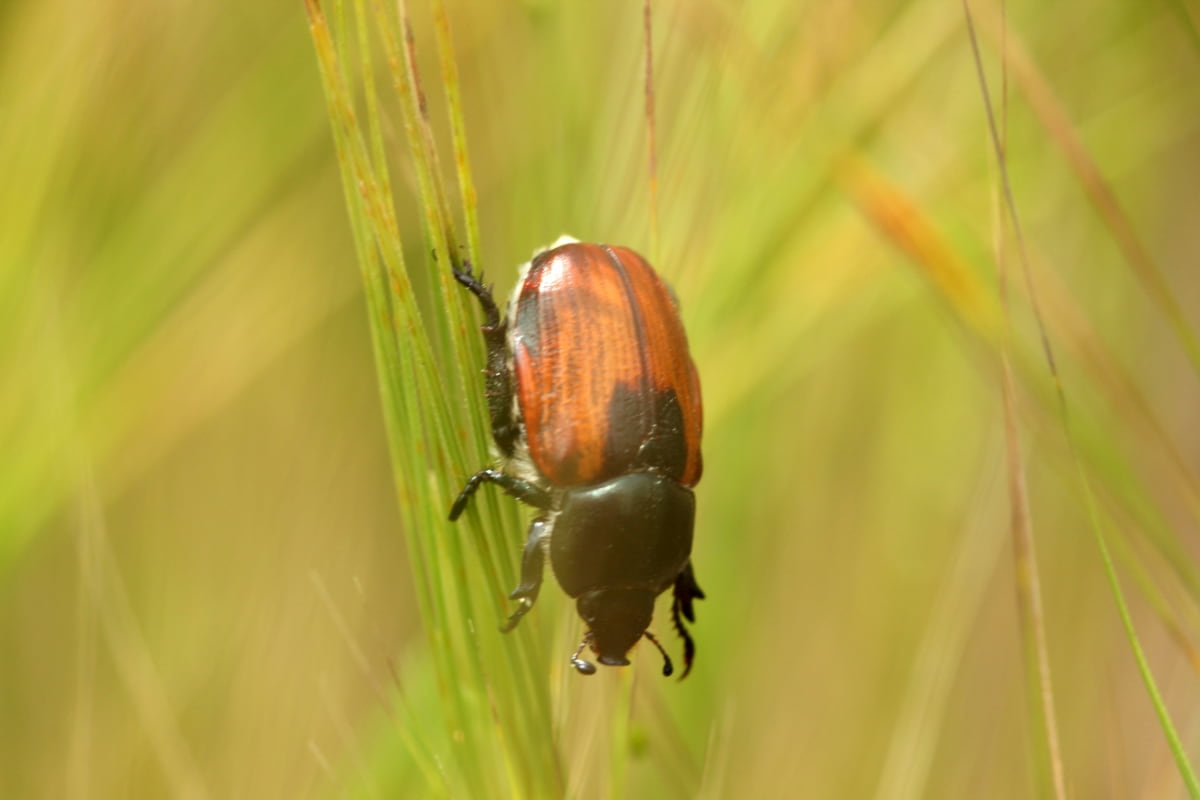 How to Deal with Japanese Beetles