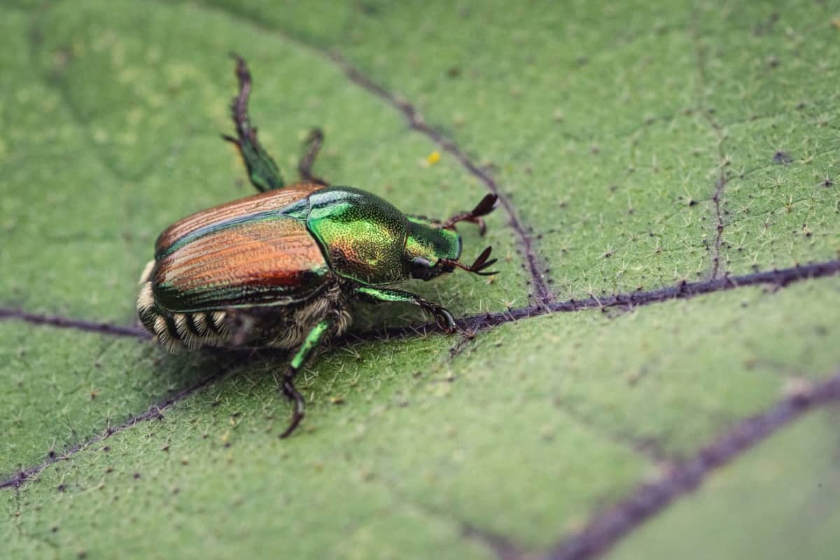 Japanese Beetle on A Leaf