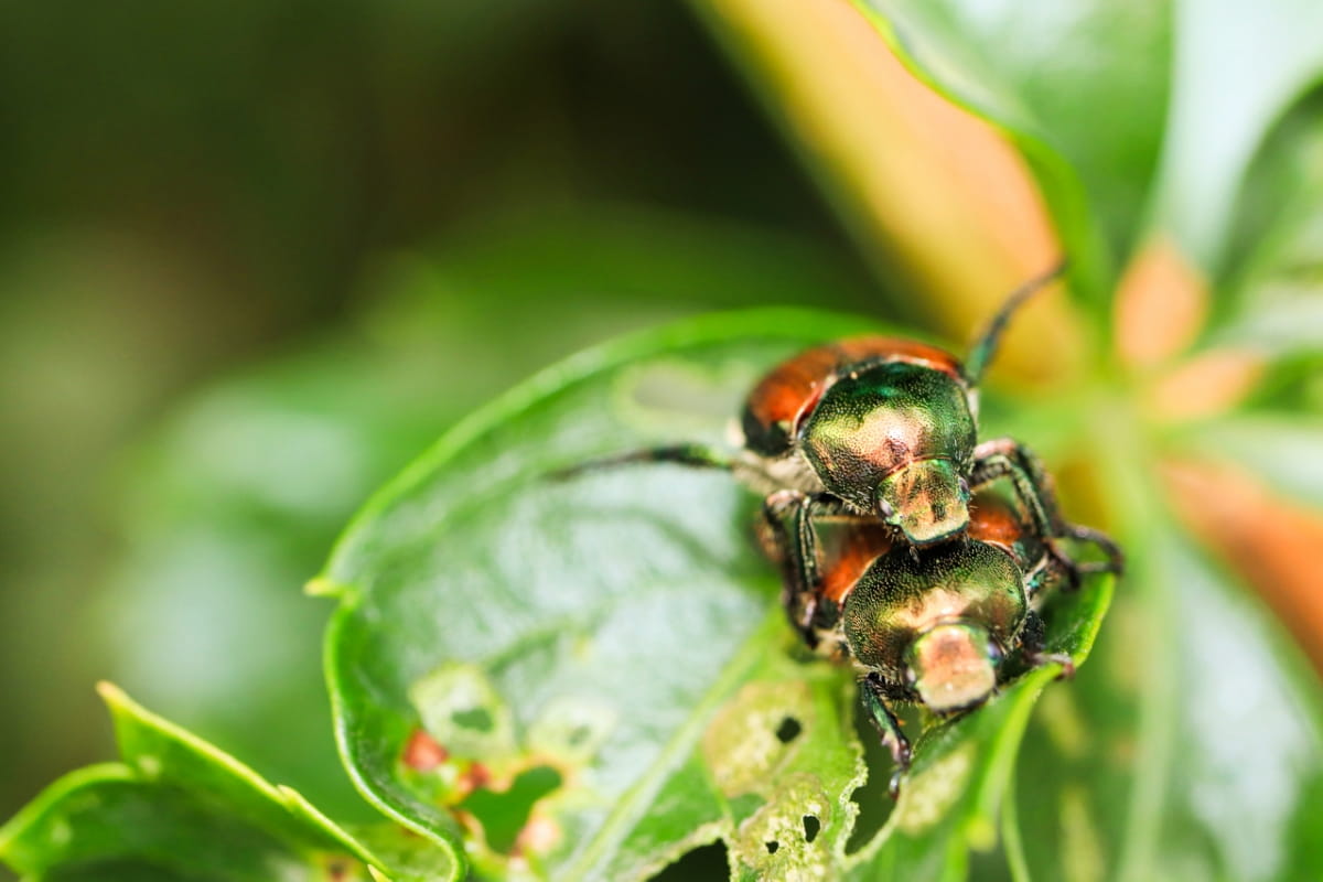 Japanese Beetle 