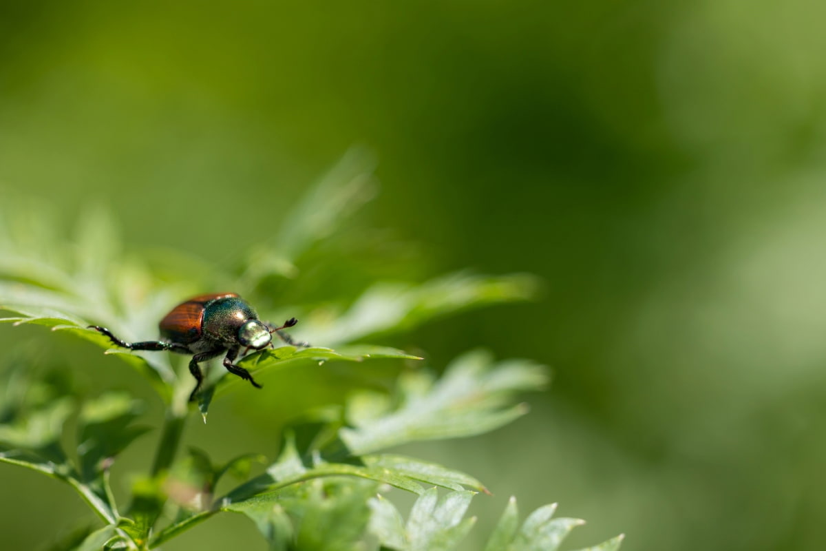 Shiny Japanese Beetle