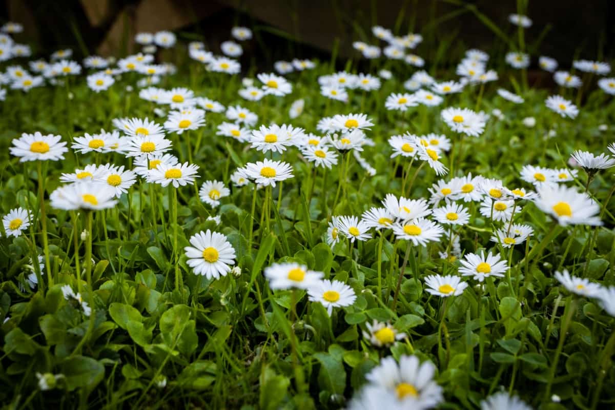 How to Fix Daisy Leaf and Flower Problems