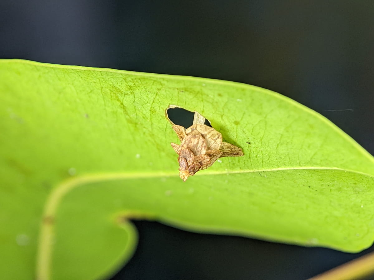 Pagoda Bagworm on A Green Leaves