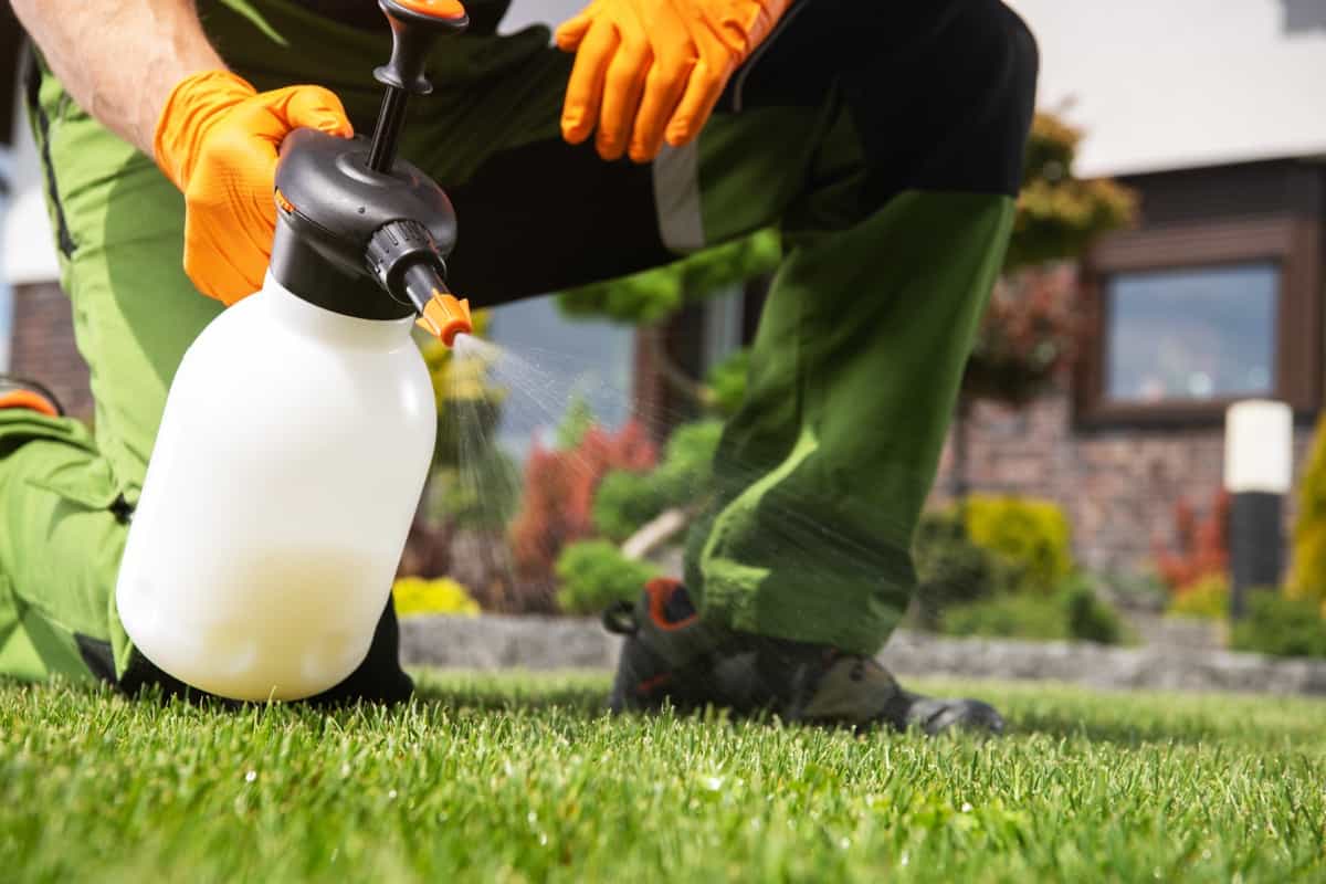 Spraying to Control Grass Lawn Weeds