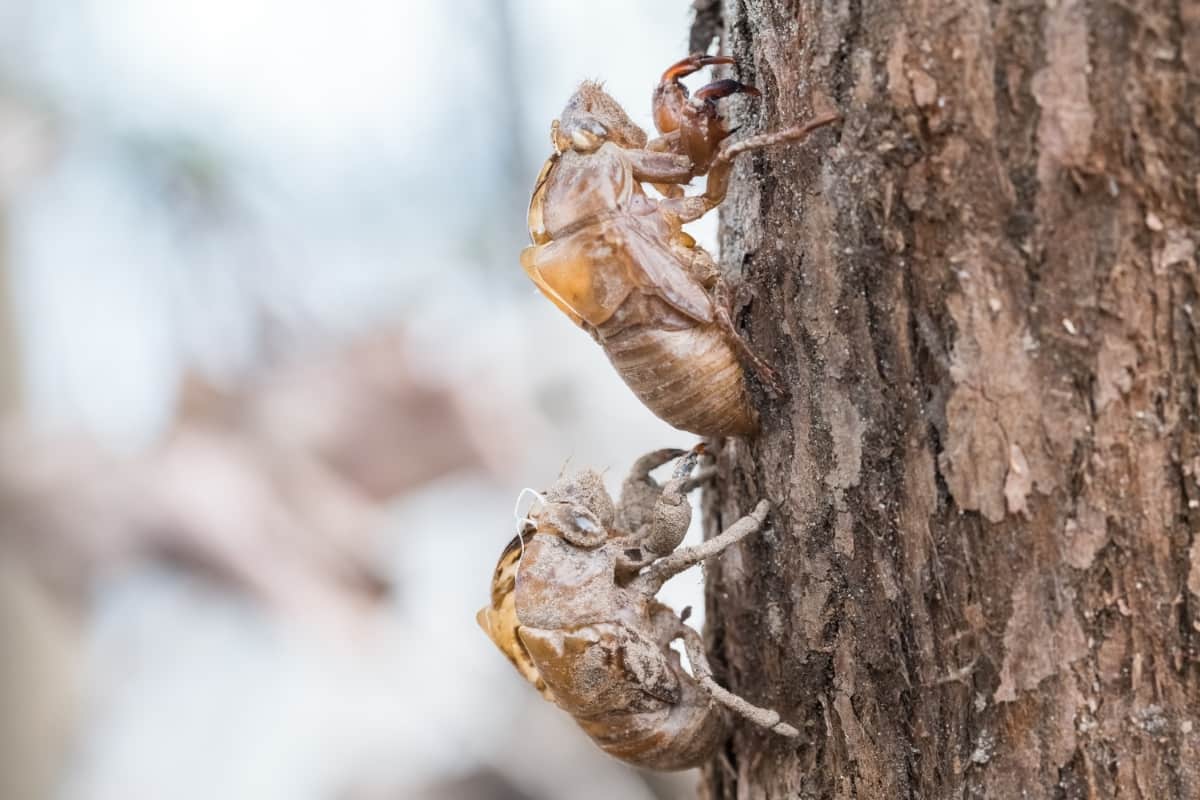 Two Cicada Slough Holding in The Tree