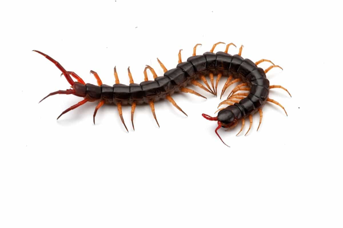 Giant centipede