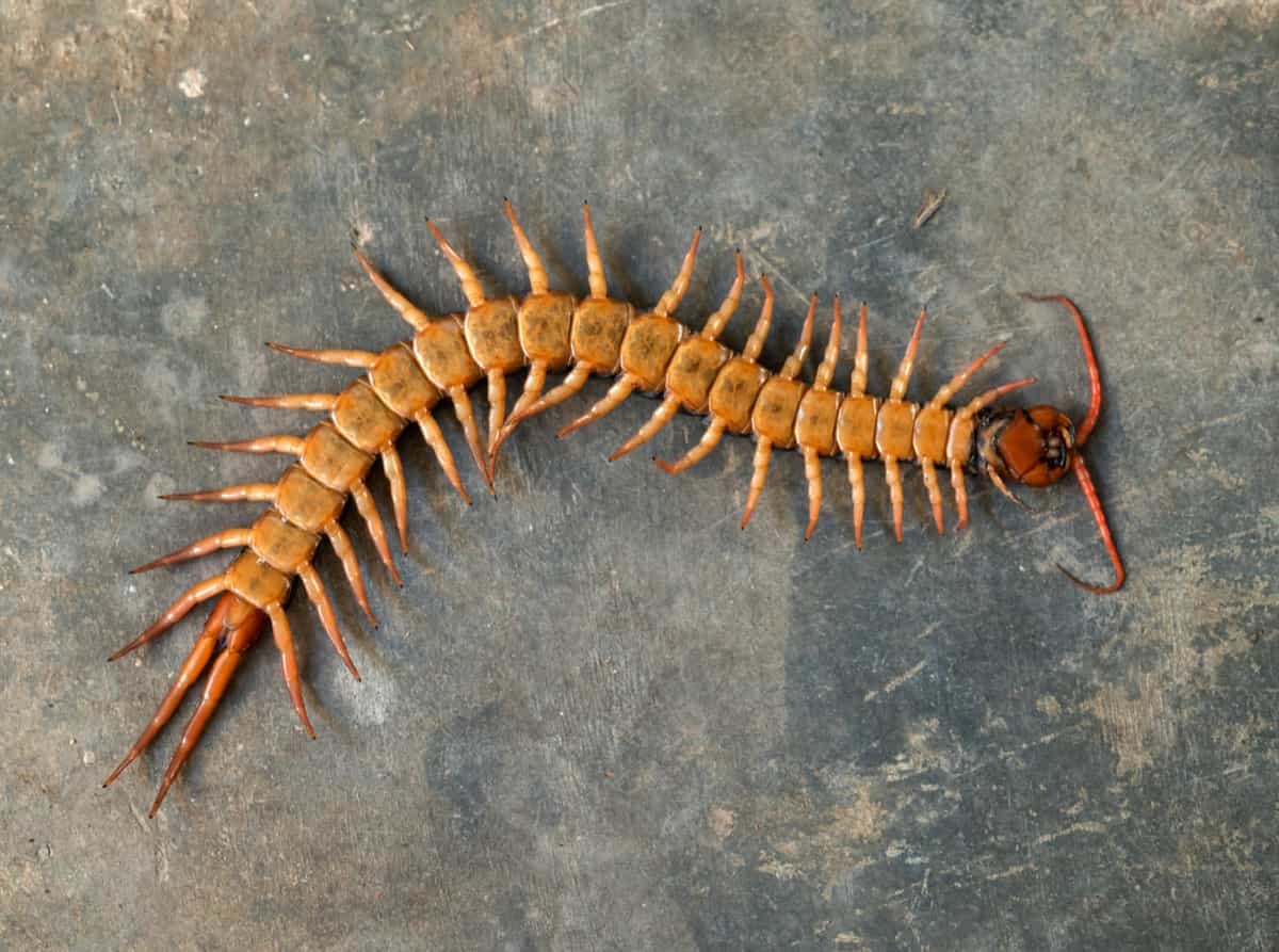 giant centipede on the floor