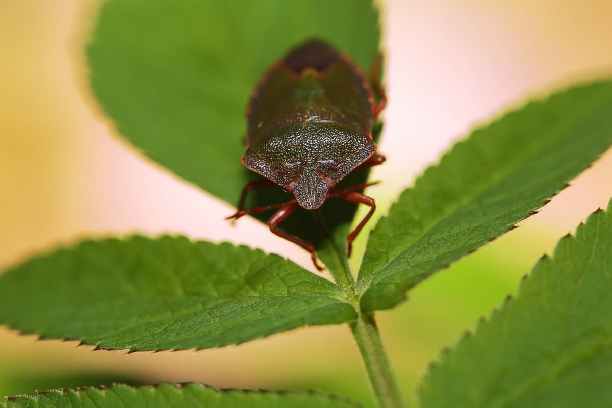 How to Get Rid of Kudzu Bug In Garden
