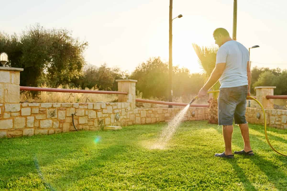 How to Get Rid of Lawn Pests with Homemade Sprays
