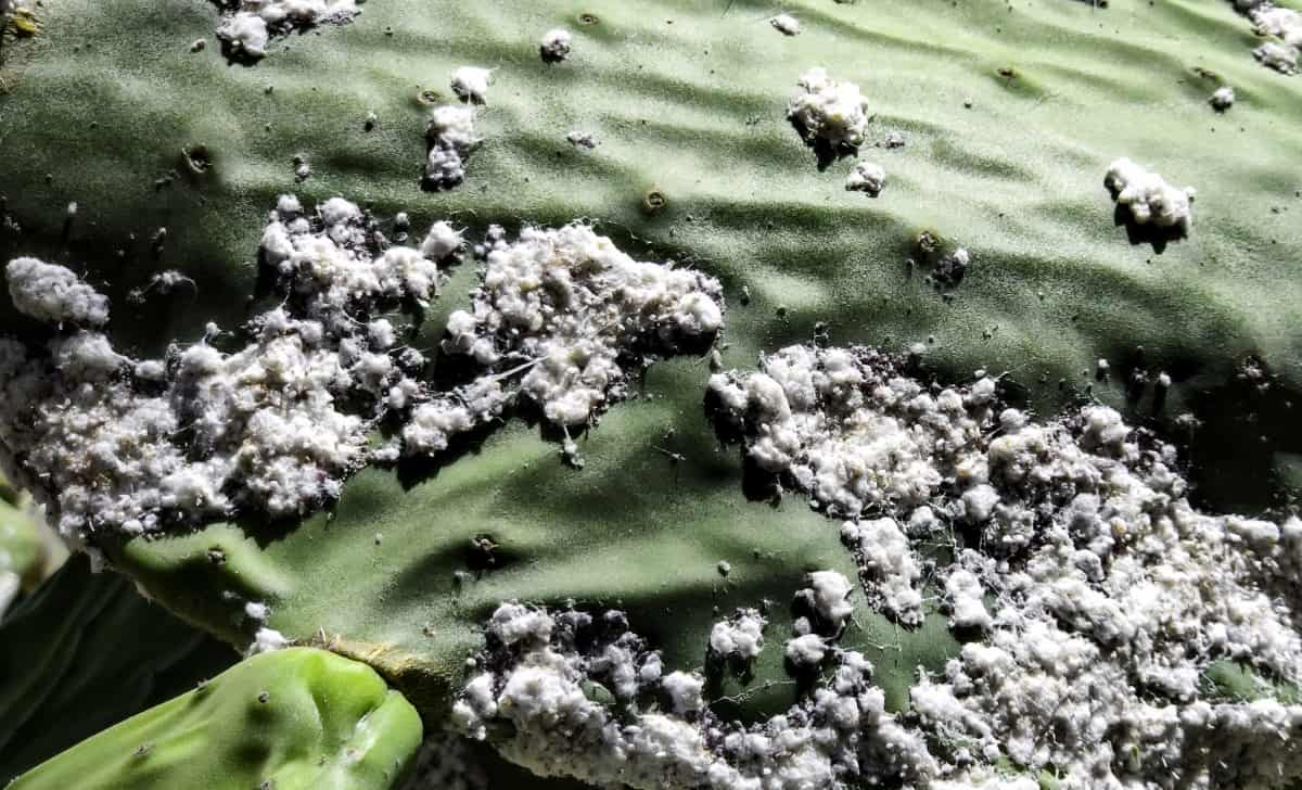 How to Get Rid of Mealybugs on Guava Plant