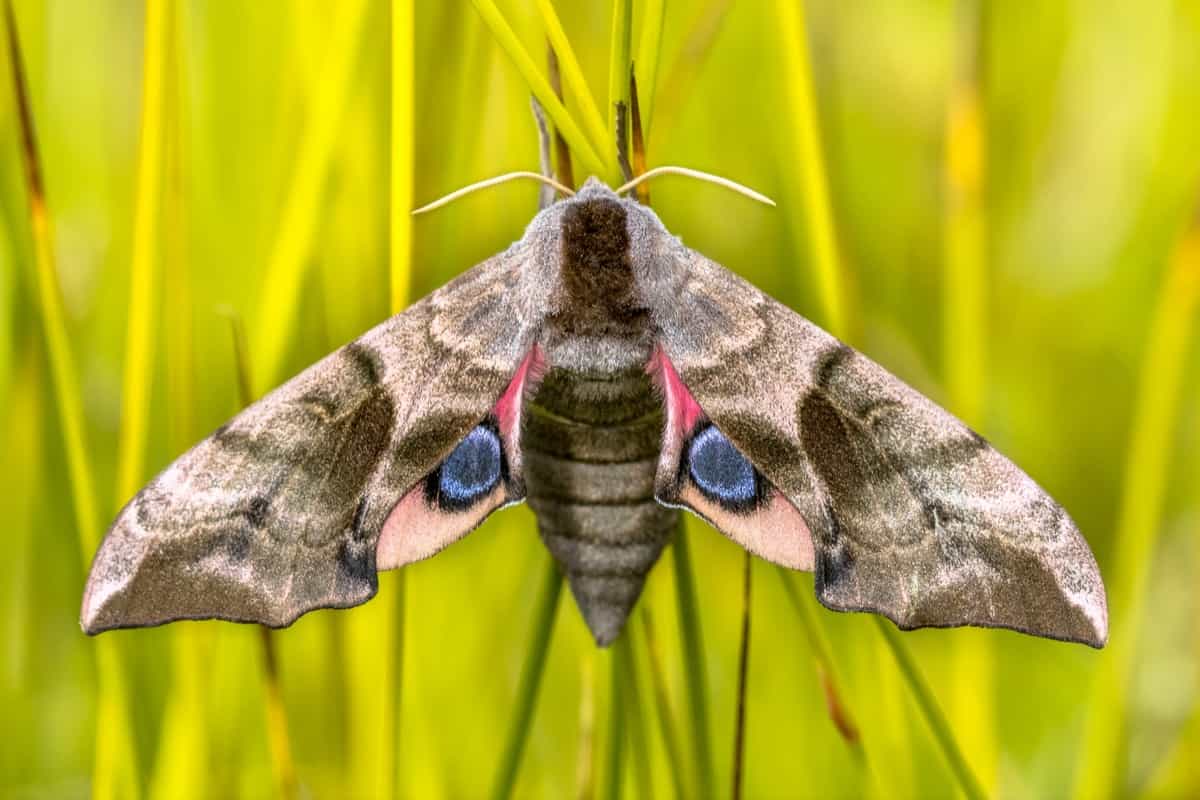 https://pestsdiseases.com/wp-content/uploads/How-to-Get-Rid-of-Moths-in-the-Home1.jpg
