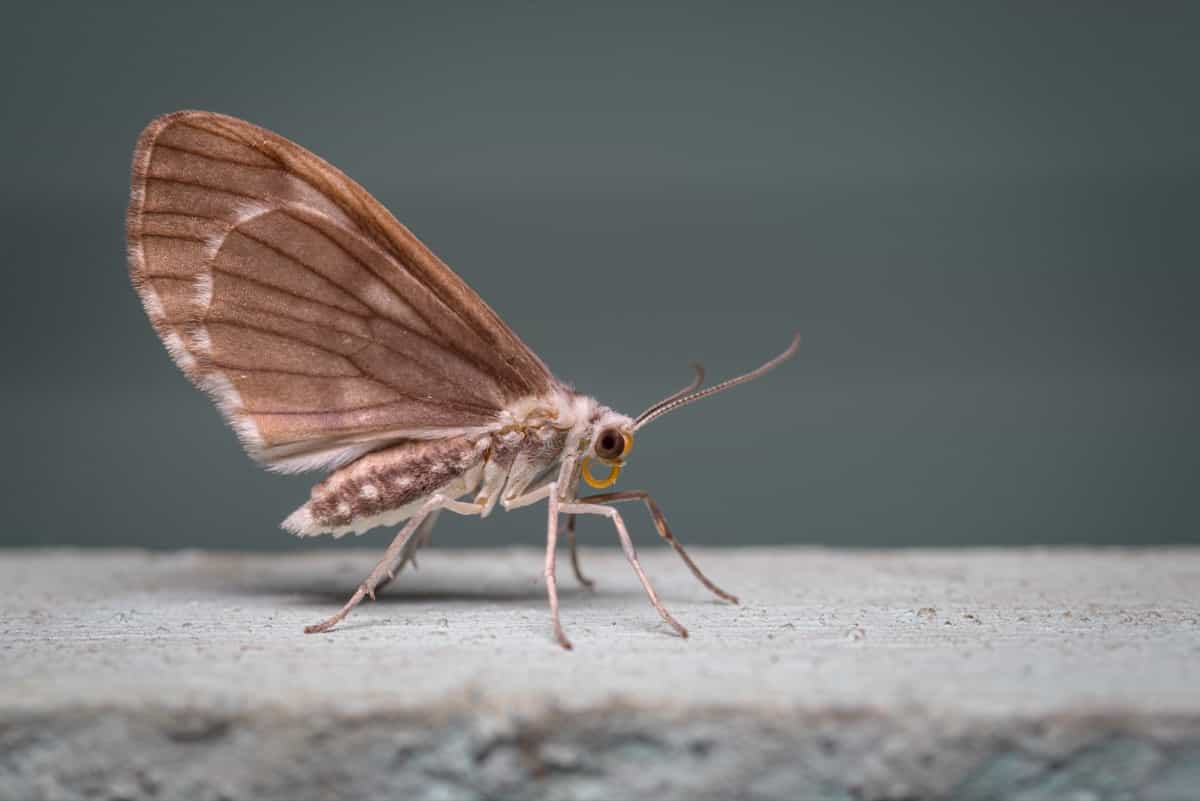 https://pestsdiseases.com/wp-content/uploads/How-to-Get-Rid-of-Moths-in-the-Home3.jpg