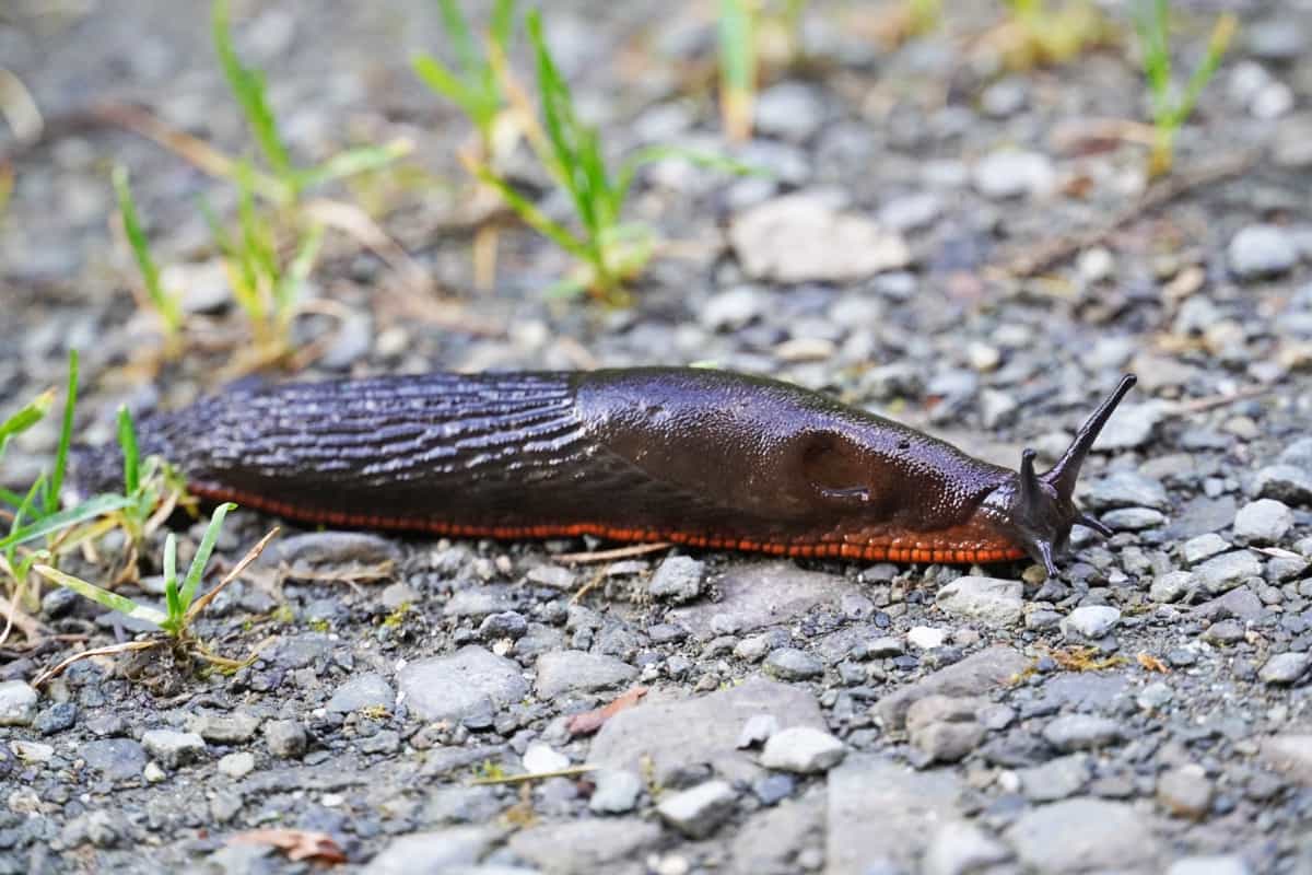How to Get Rid of Slugs and Snails in Lawn Naturally