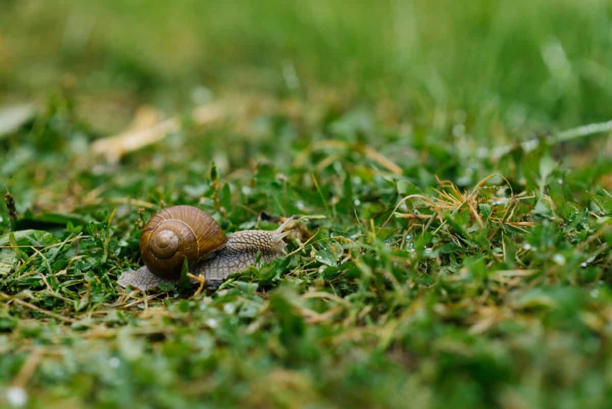 Garden snail crawls on the green grass in summer