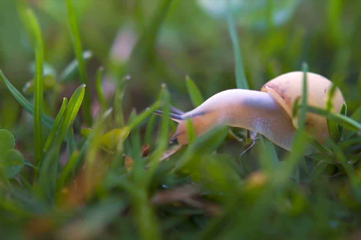 Snail crawling in the garden