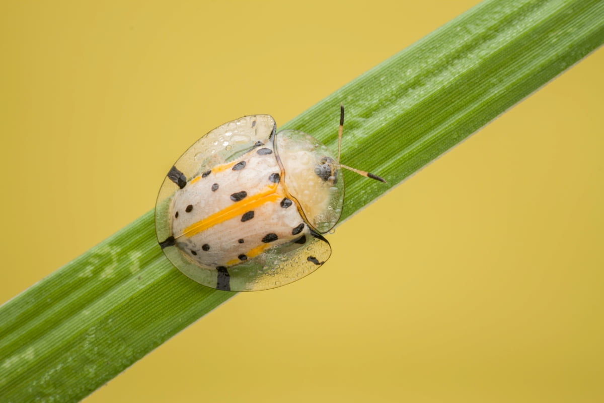 How to Get Rid of Tortoise Beetle
