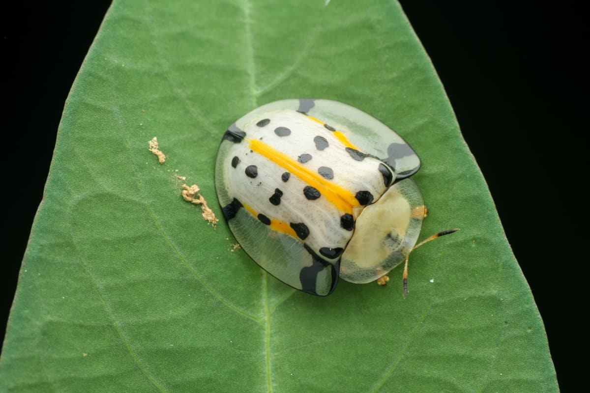 Tortoise Beetle / Aspidimorpha Miliaris