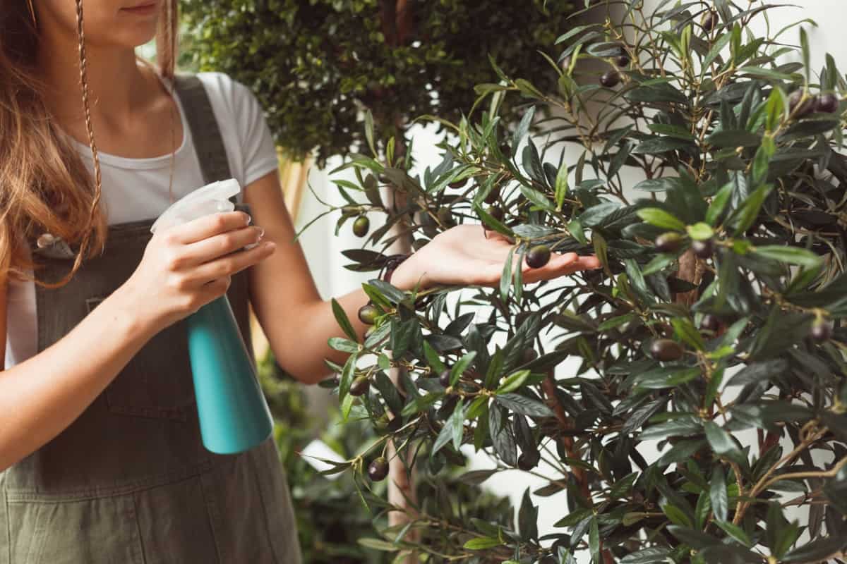 Woman Spraying Water on Houseplant Olive Tree