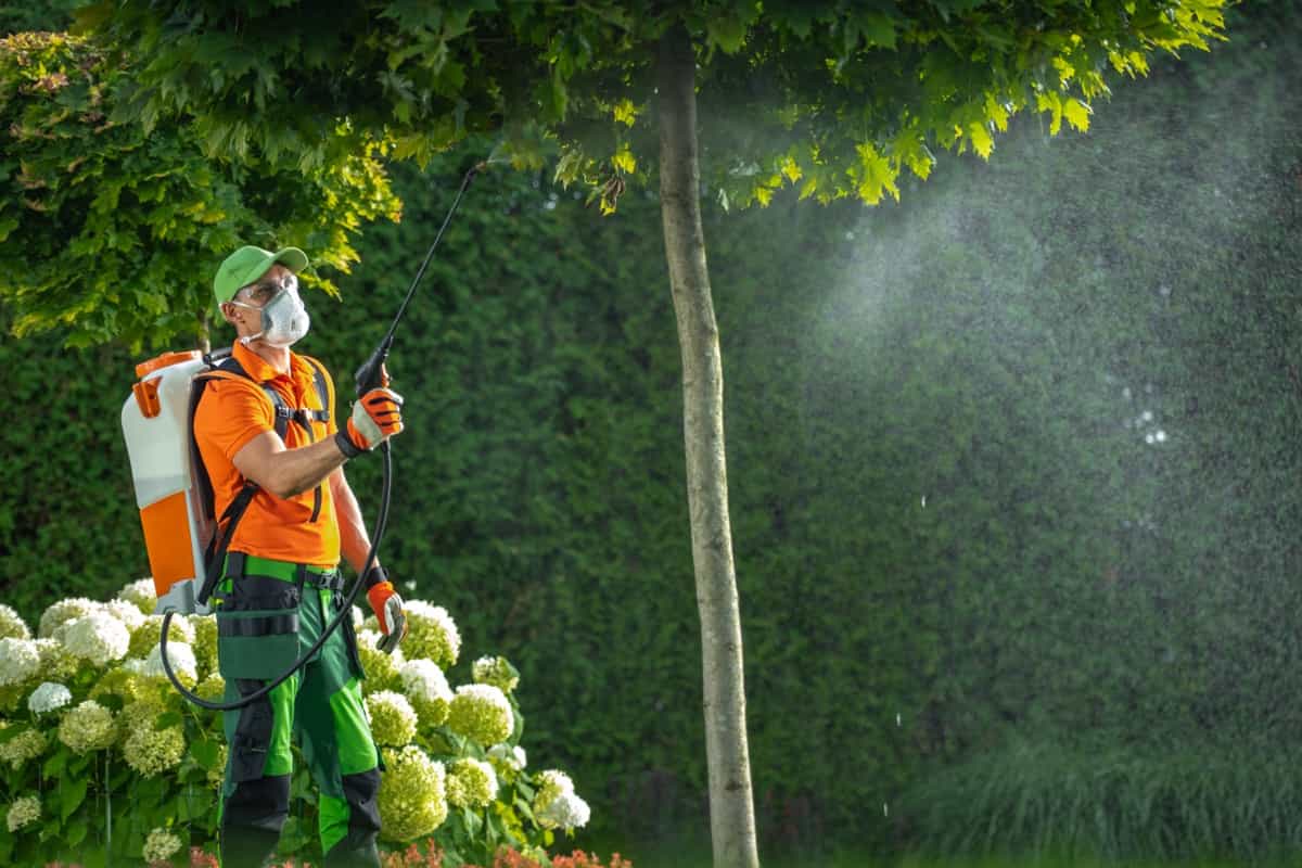 Using Insecticide or Fungicide on a Garden Trees