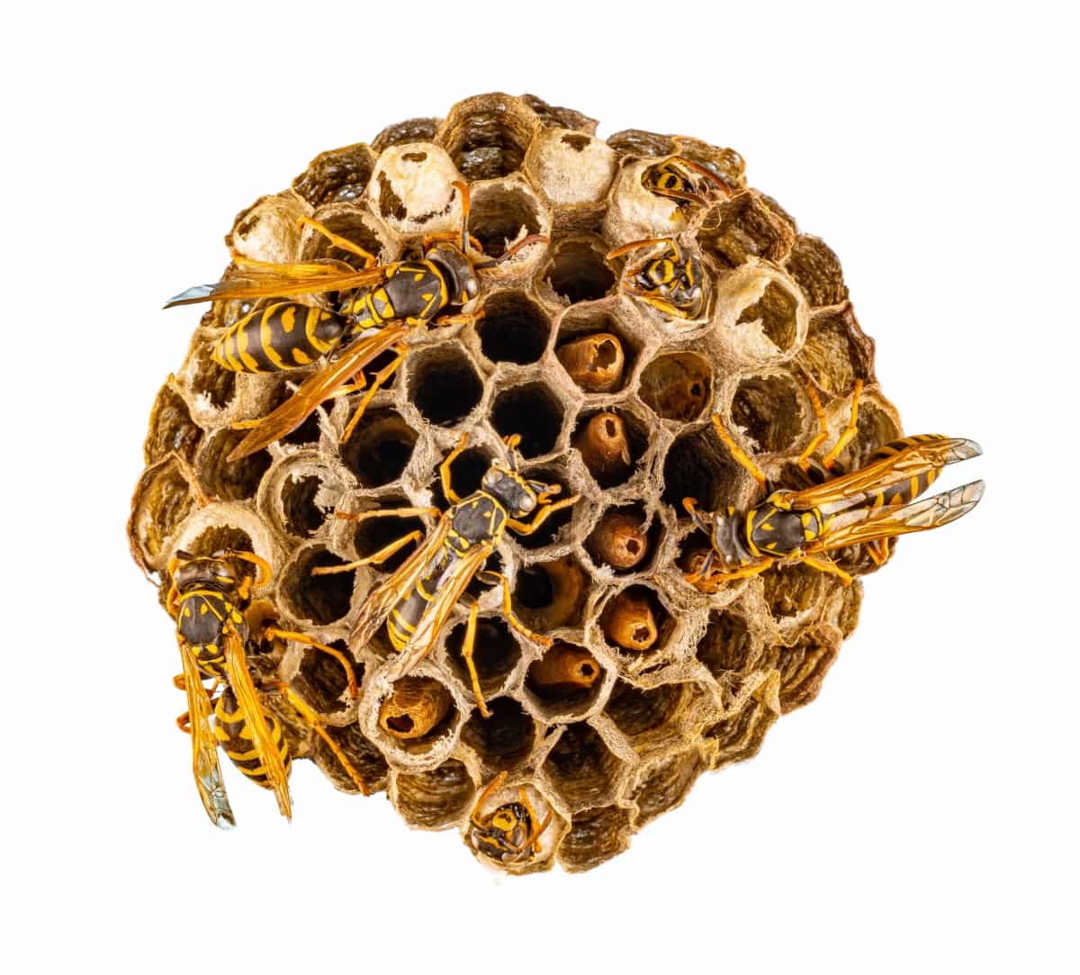 Wasp Nest with Wasps