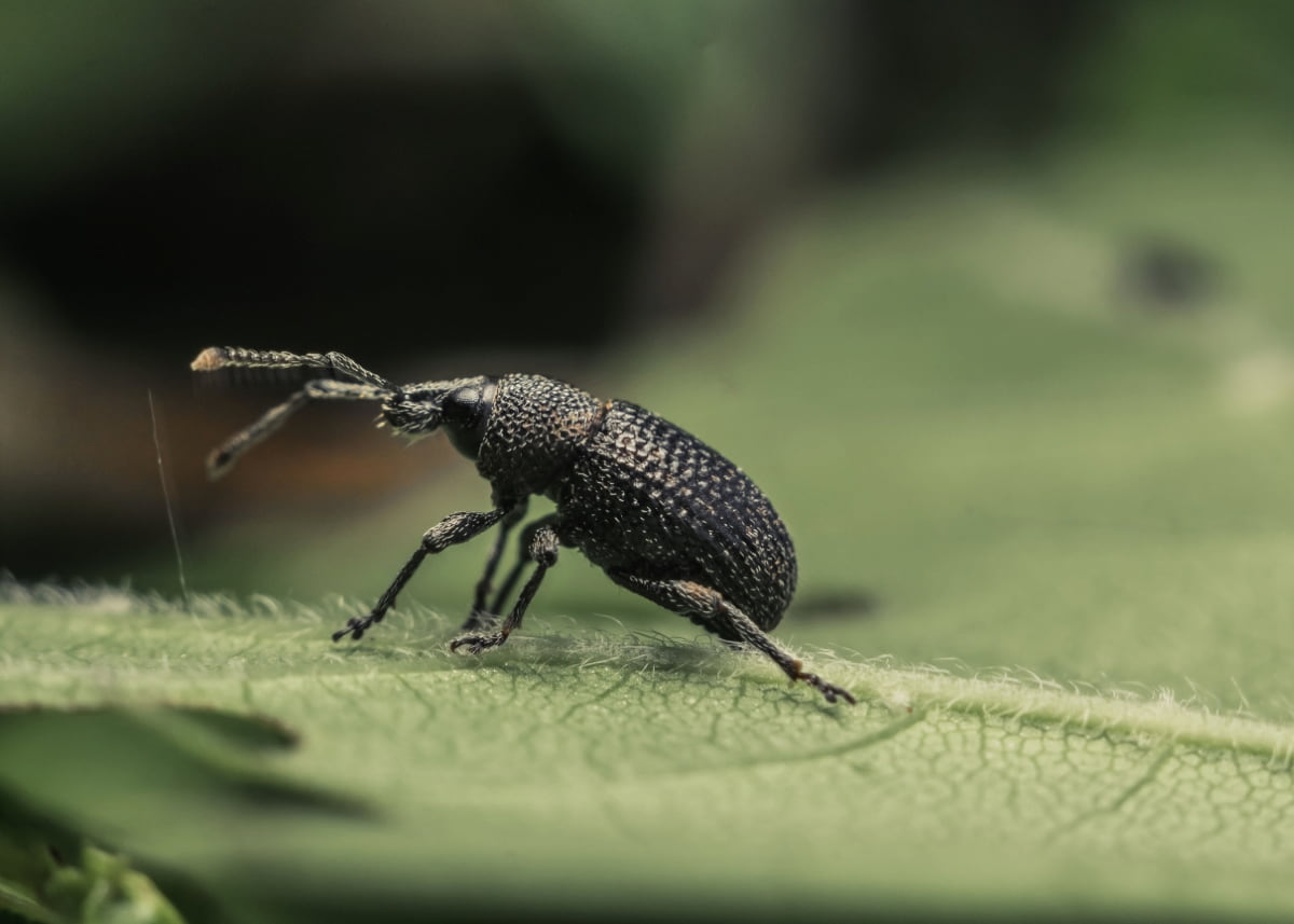 How to Get Rid of Weevils in Lawn Naturally
