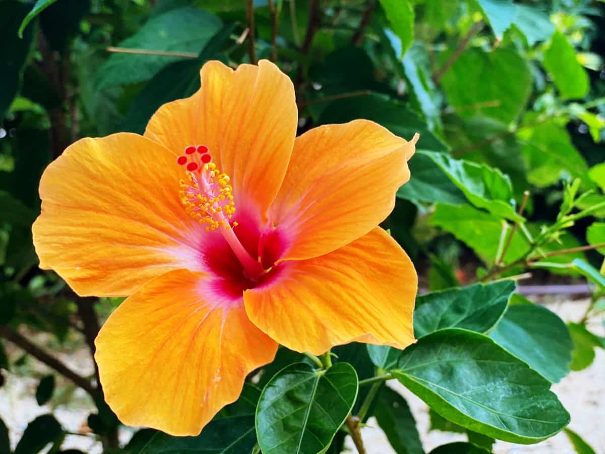 How to Get Rid of White Bugs on Hibiscus
