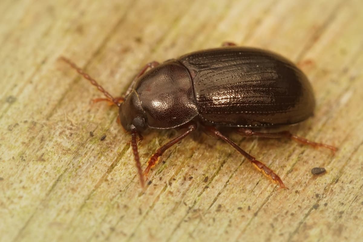 How to Get rid of Darkling Beetles
