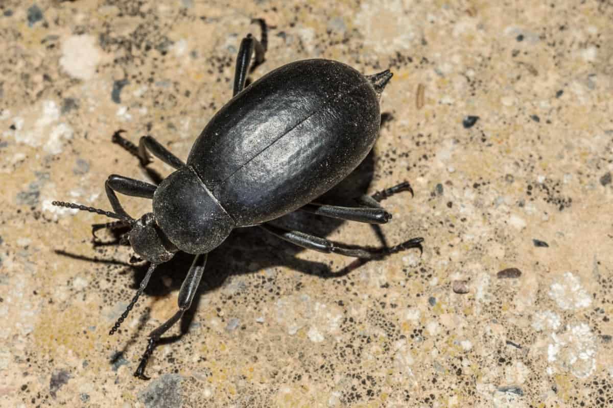 Black Beetle on The Ground