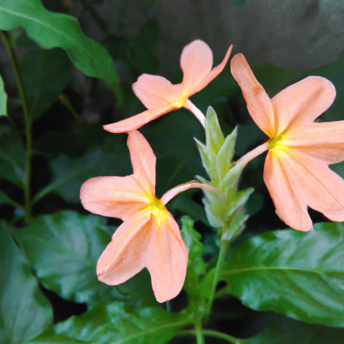 Crossandra Flowers