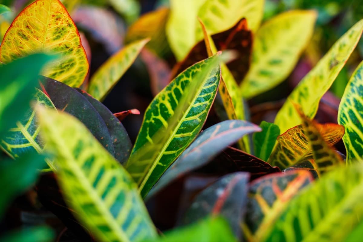 How to Identify and Treat Croton Pests