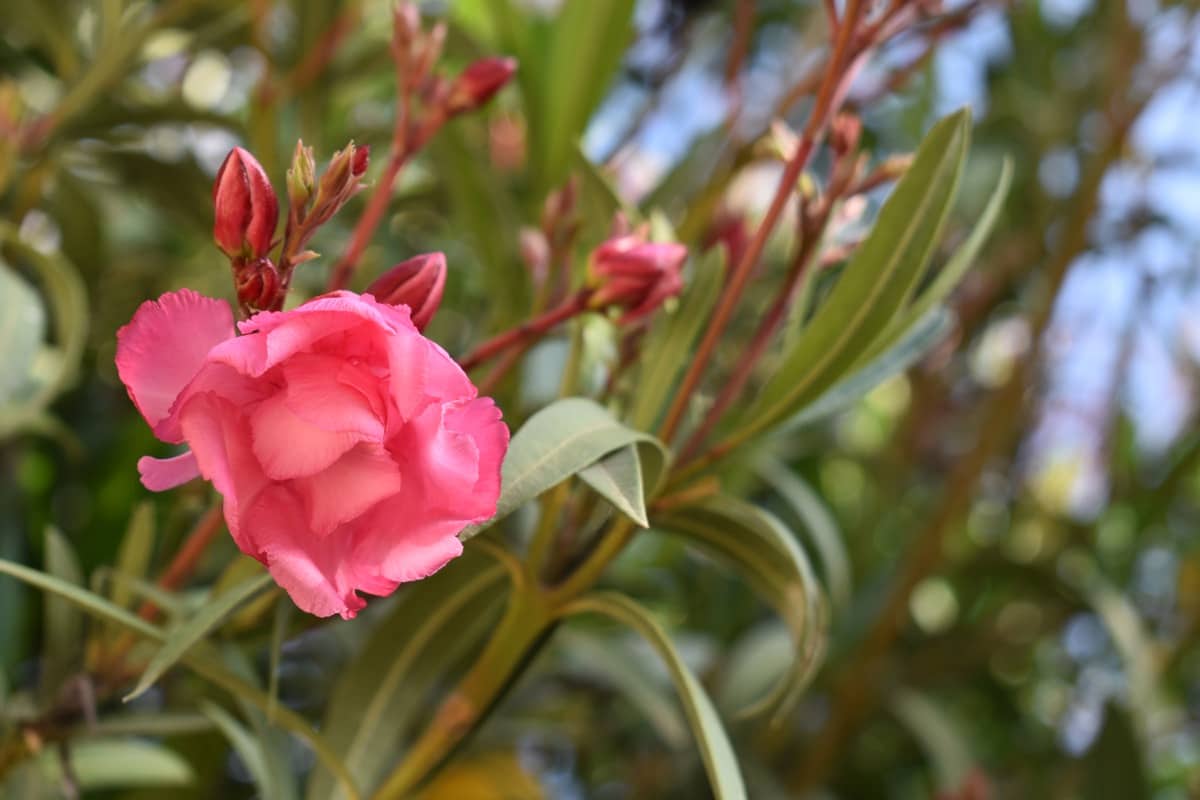 Pink Flower Plant