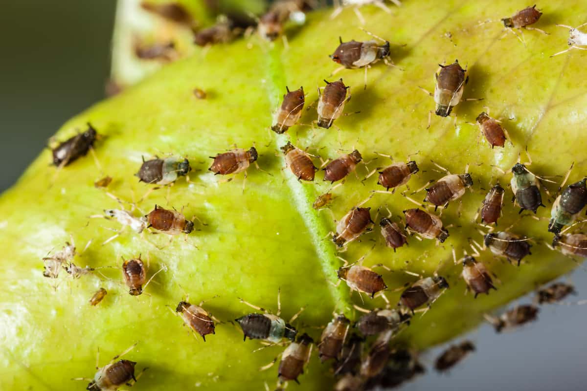 How to Manage Aphids in Home Garden