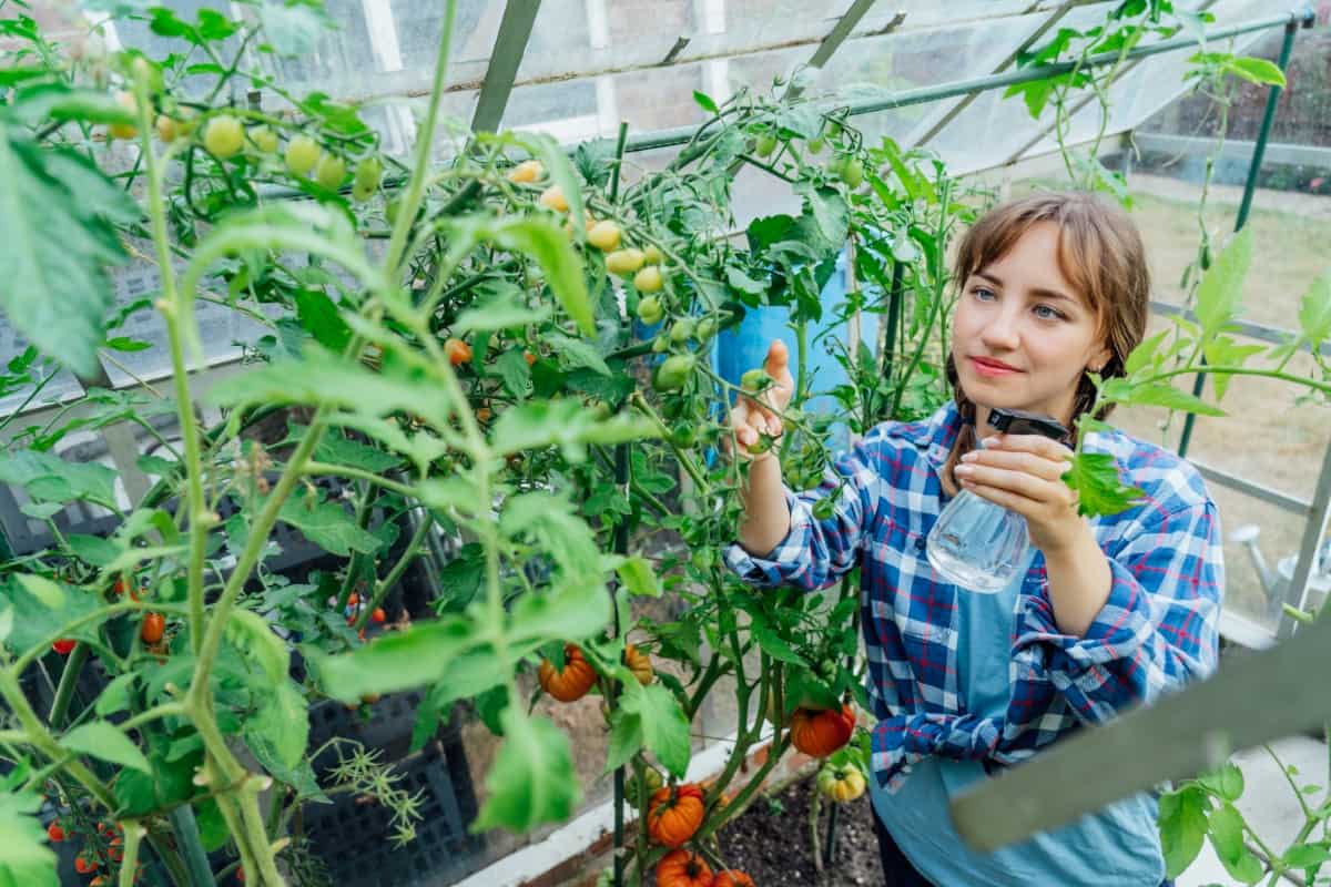 Spraying Nature Fertilizer on Tomato Plants