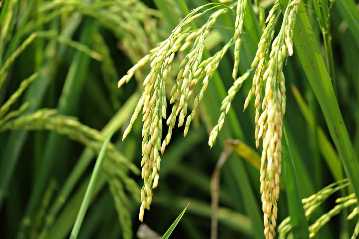 How to Manage Insect Pests In Rice/Paddy