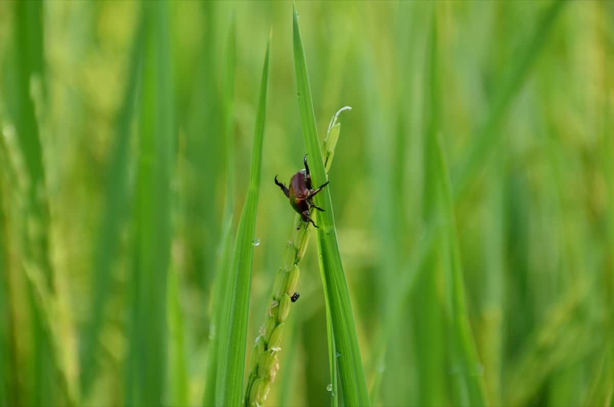 Insect Pests In Paddy