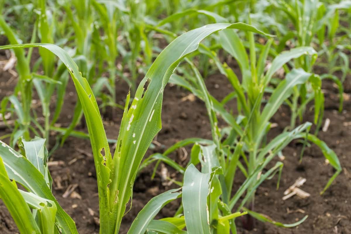 How to Manage Insect Pests in Maize