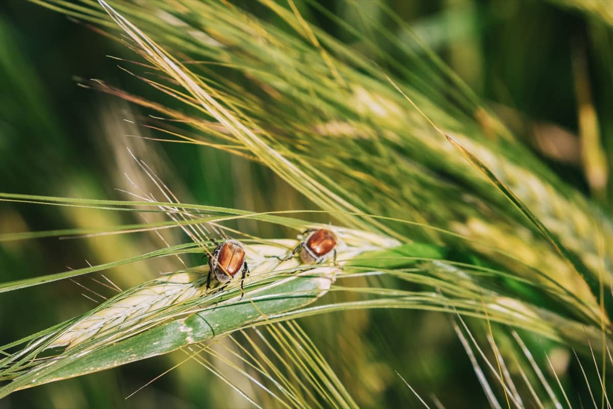 How to Manage Pests in Wheat2
