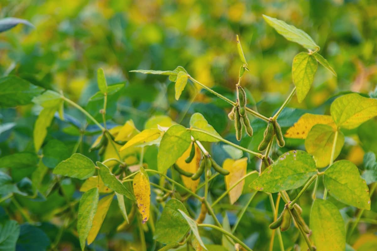 How to Manage Red Crown Rot in Soybean