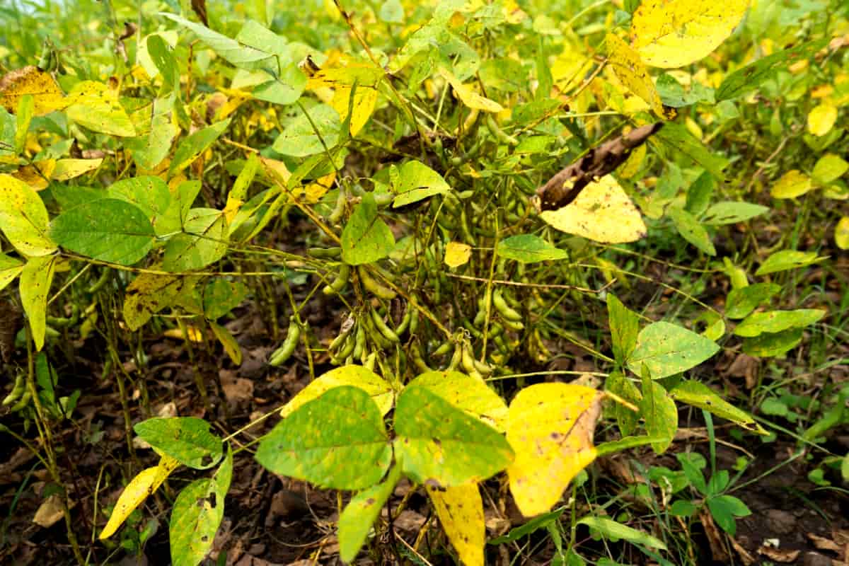 Green Soybean Field