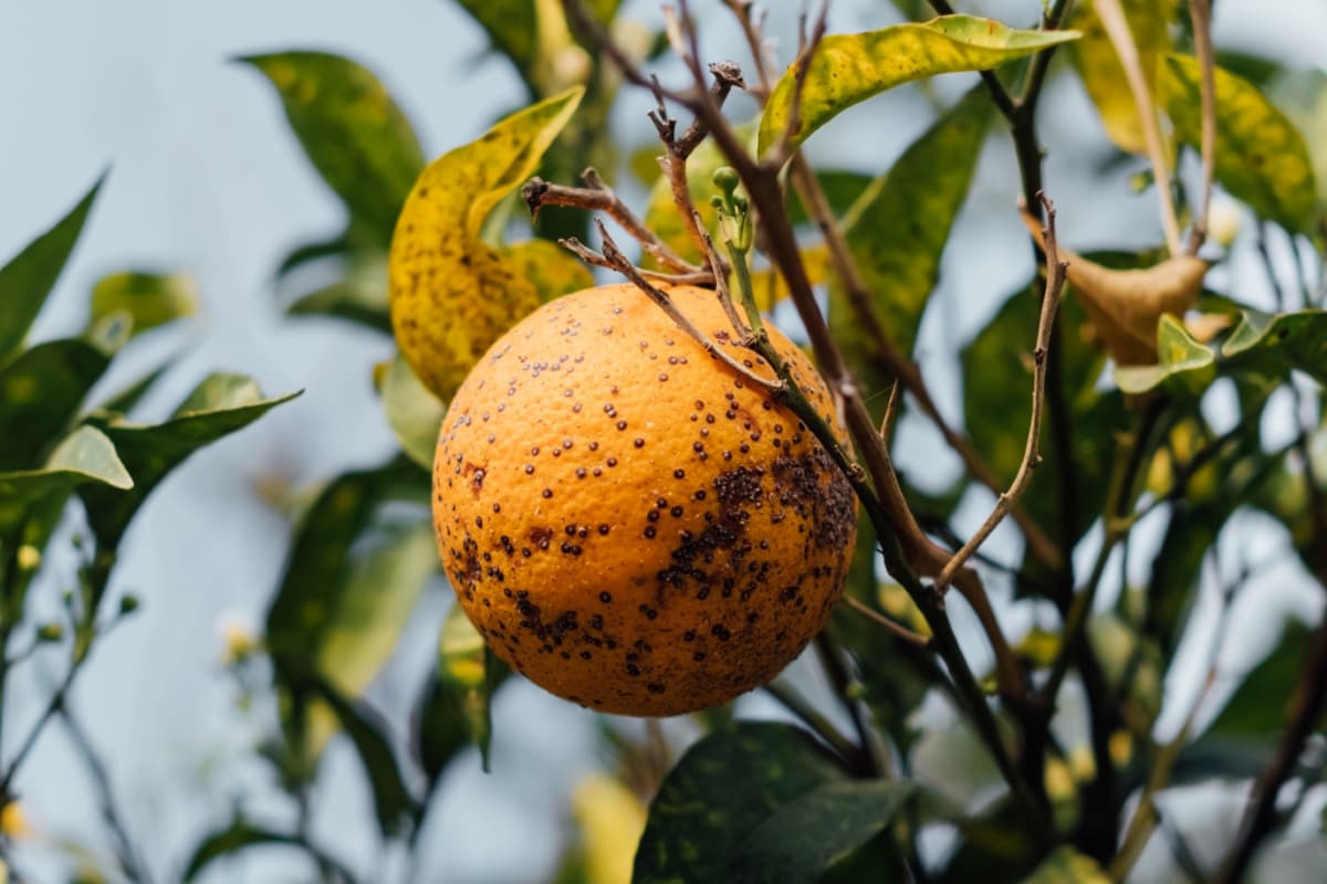 Citrus Tree in The Orchard Affected Fungus Point Disease