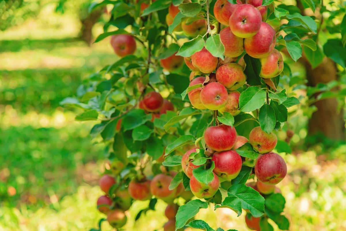 Apples on A Tree
