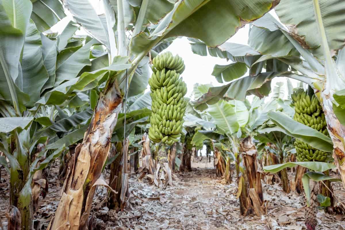 Bananas Growing on The Plantation