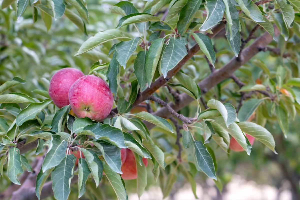 Fresh organic apples on apple tree branch
