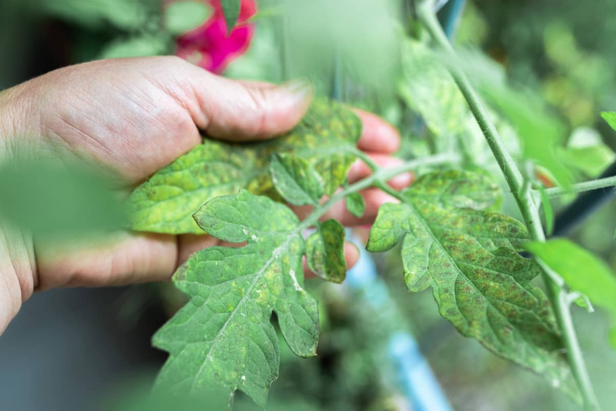 How to Prevent Early Blight
